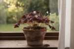 Oxalis triangularis : culture en extérieur