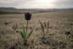 Tulipe noire : une fleur au mystère profond