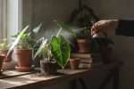 Faut-il rincer le savon noir sur les plantes ?