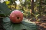 Goyave : arbre fruitier, culture et entretien