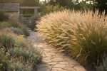 Miscanthus en haie : avantages et avis complet