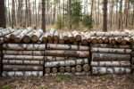Paulownia : un bois de chauffage aux multiples facettes